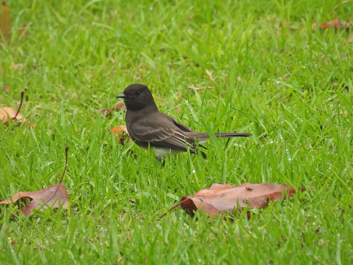 Black Phoebe - ML645459877