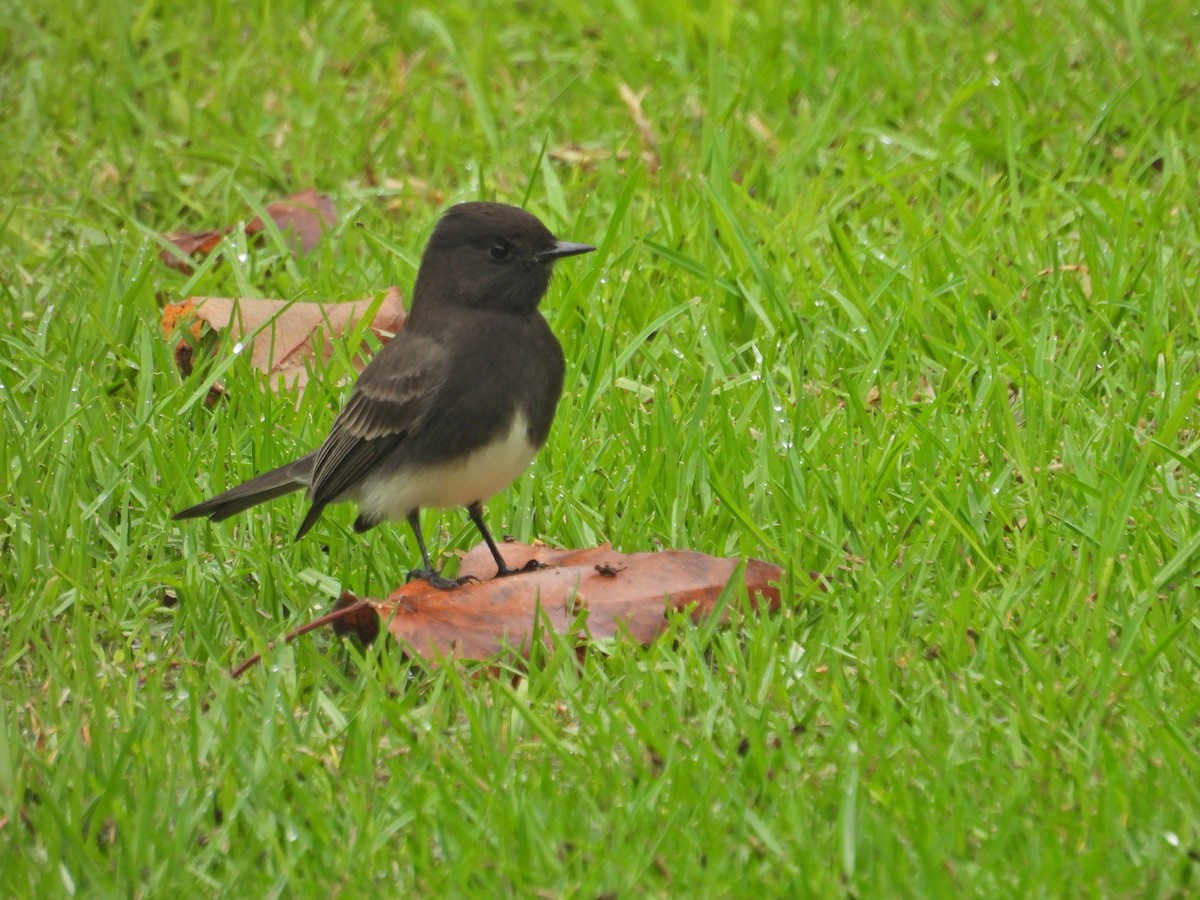 Black Phoebe - ML645459879