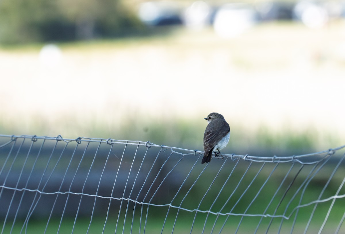 オジロオリーブヒタキ - ML645459880