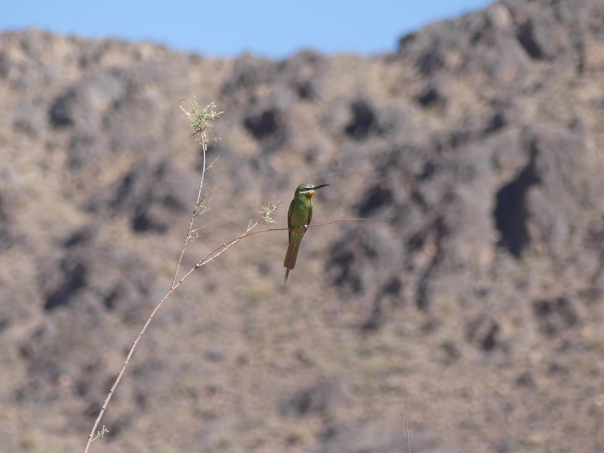 blåkinnbieter - ML645459883