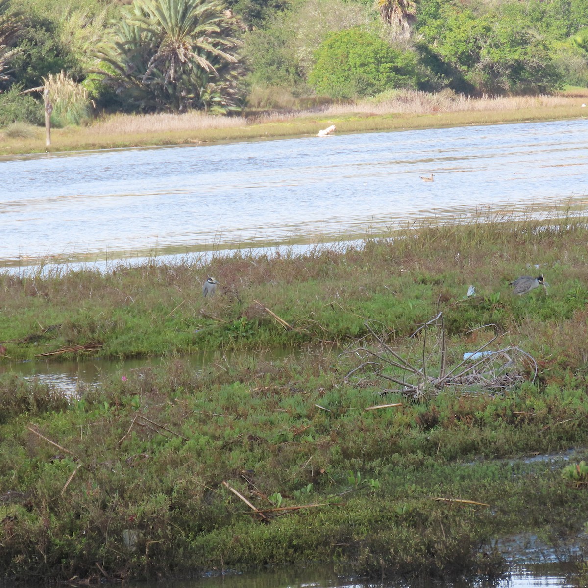 Yellow-crowned Night Heron - ML645459884