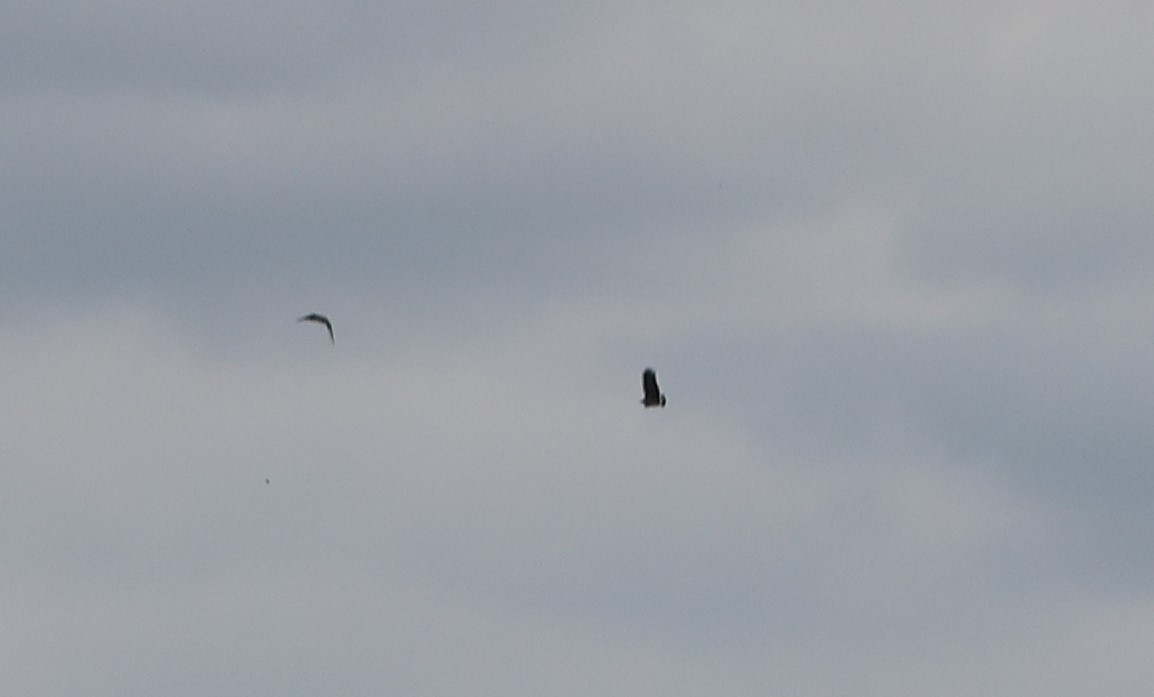 Chaco Eagle - ML645459888