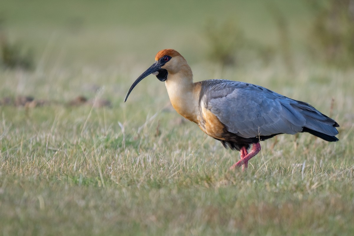 Bandurria Austral - ML645459903