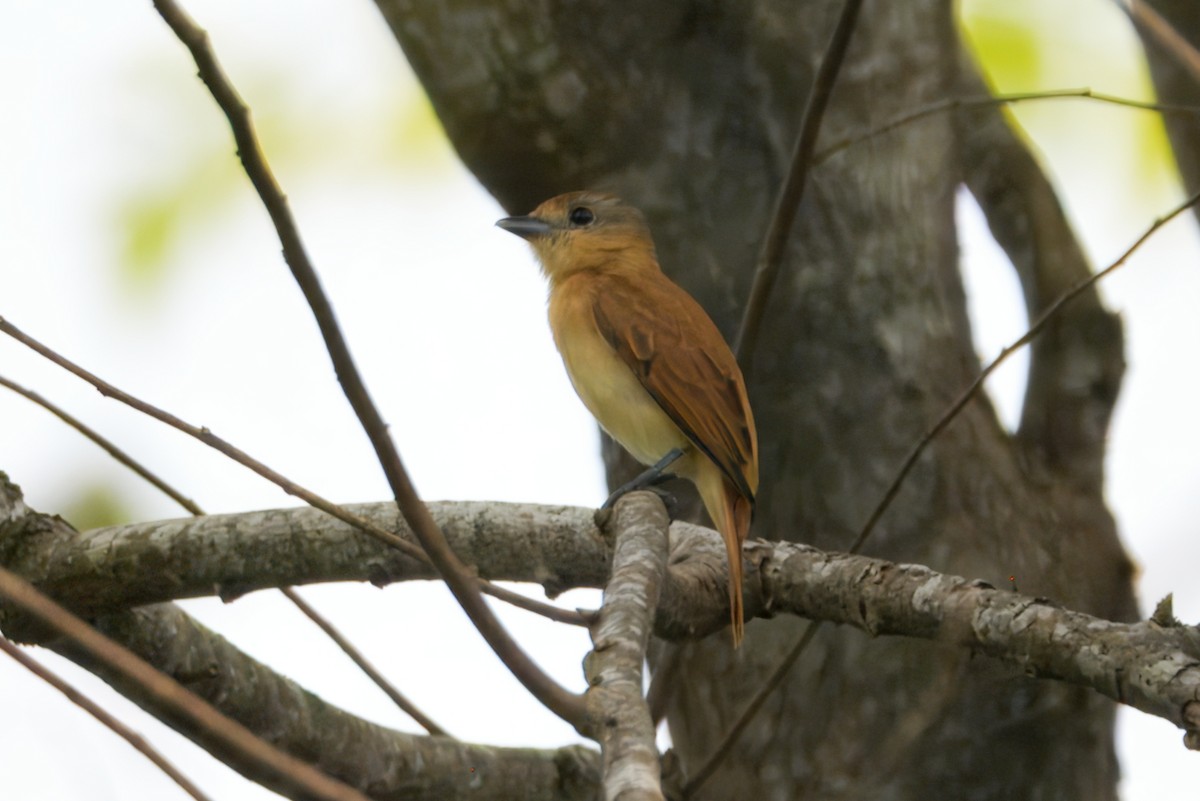 Chestnut-crowned Becard - ML645459907