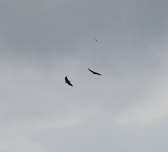 Chaco Eagle - ML645459916