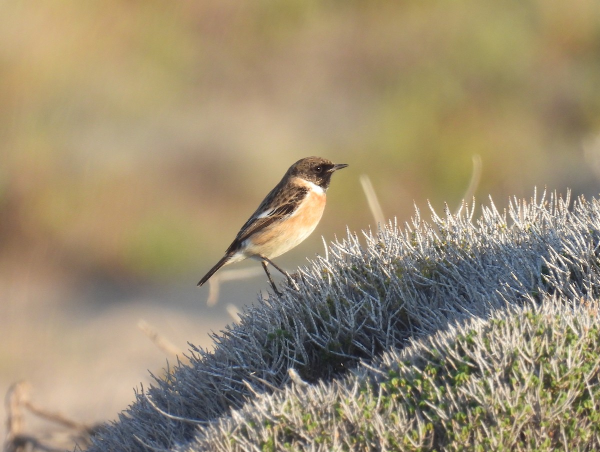 European Stonechat - ML645459920