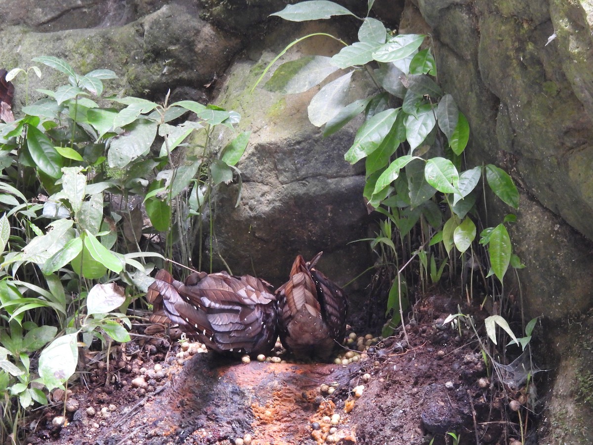 gvačaro jeskynní - ML645459922