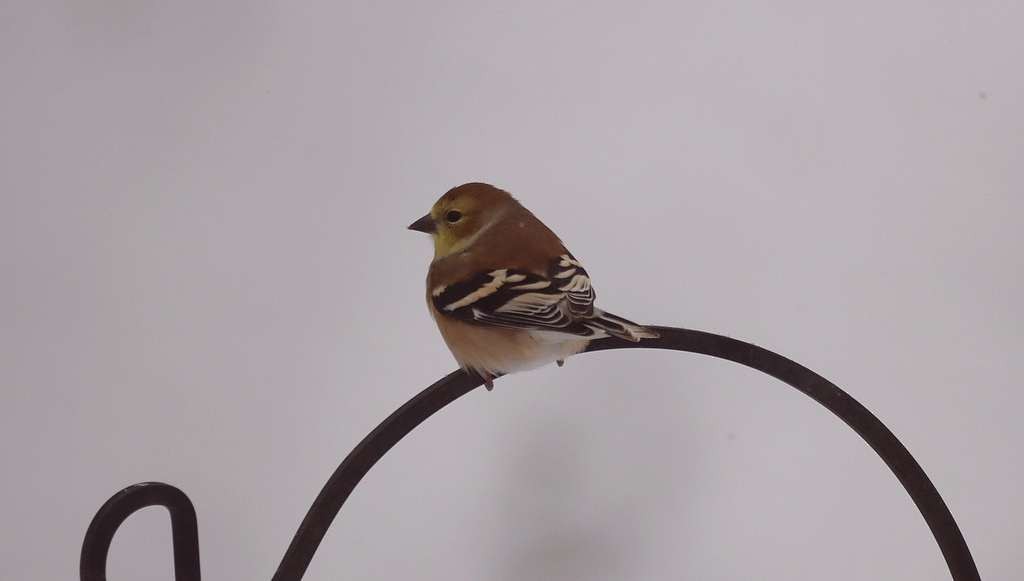 Altın İskete - ML645459924