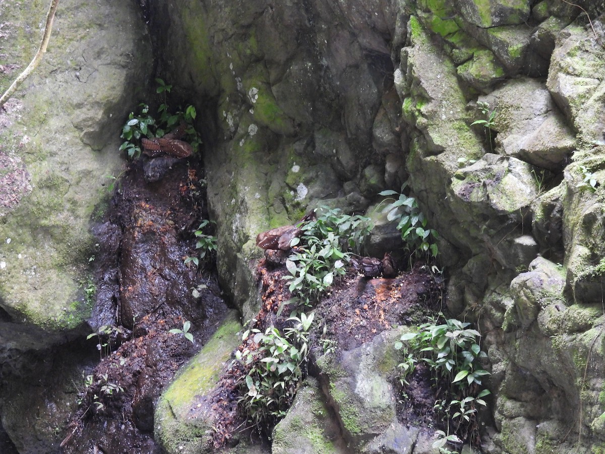 gvačaro jeskynní - ML645459928