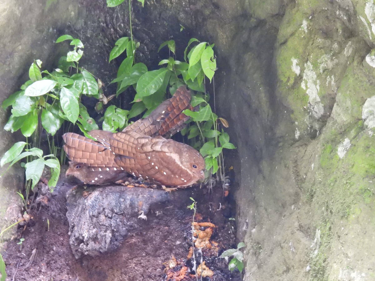 gvačaro jeskynní - ML645459946