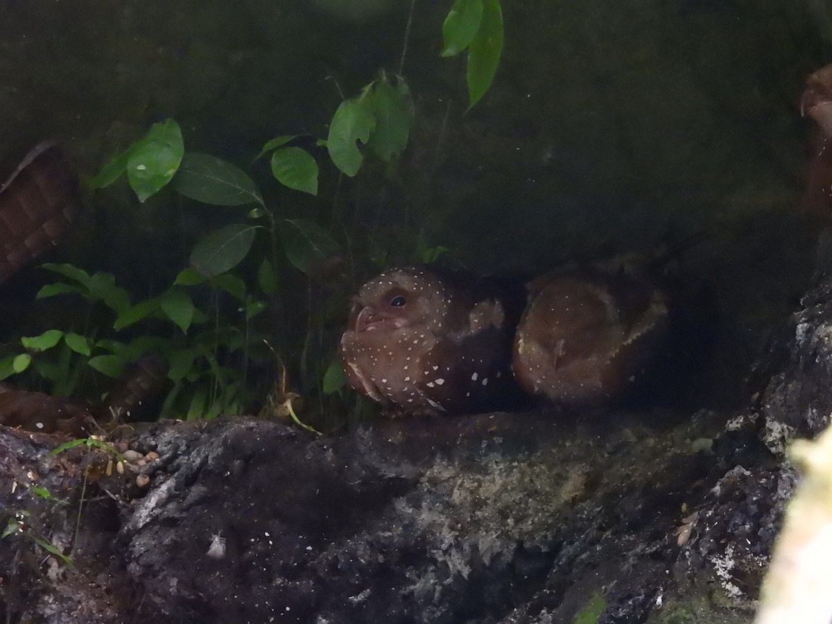 gvačaro jeskynní - ML645459957