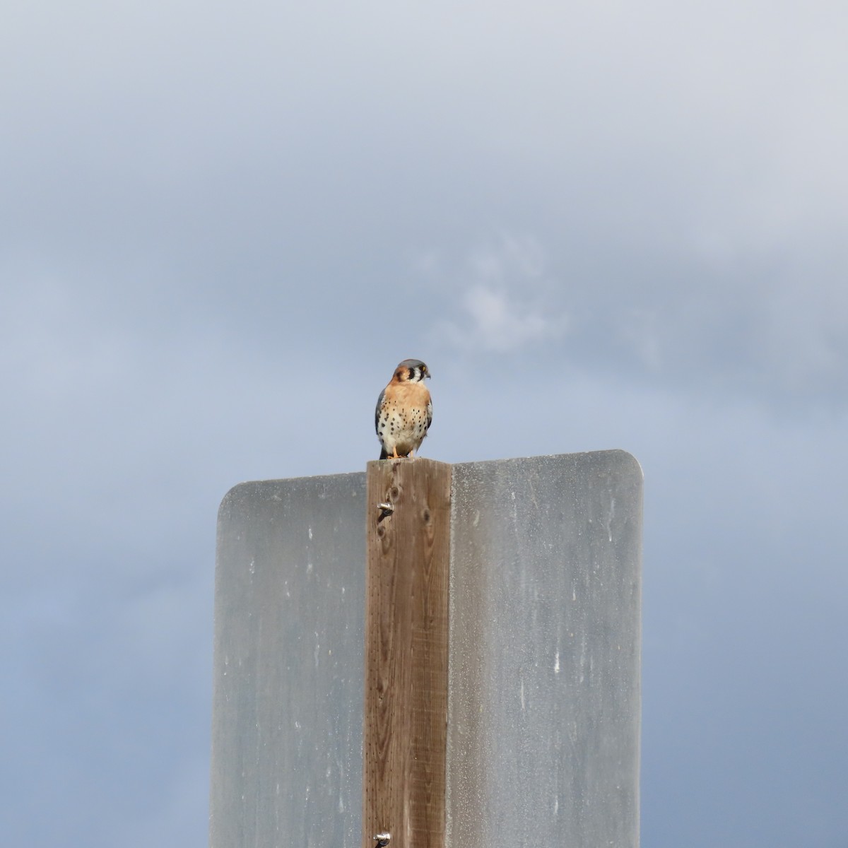 American Kestrel - ML645459963