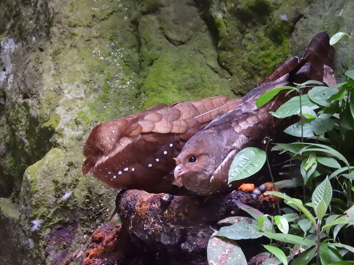 gvačaro jeskynní - ML645459976