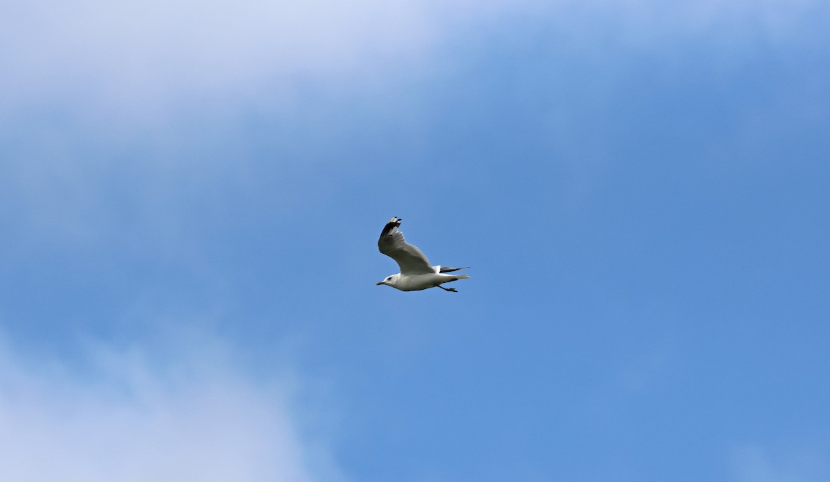 Common Gull - ML645459992