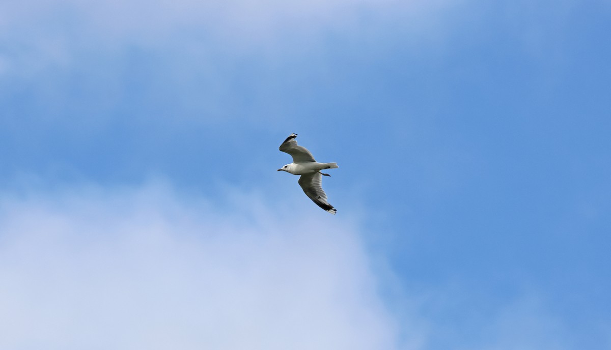 Common Gull - ML645459993