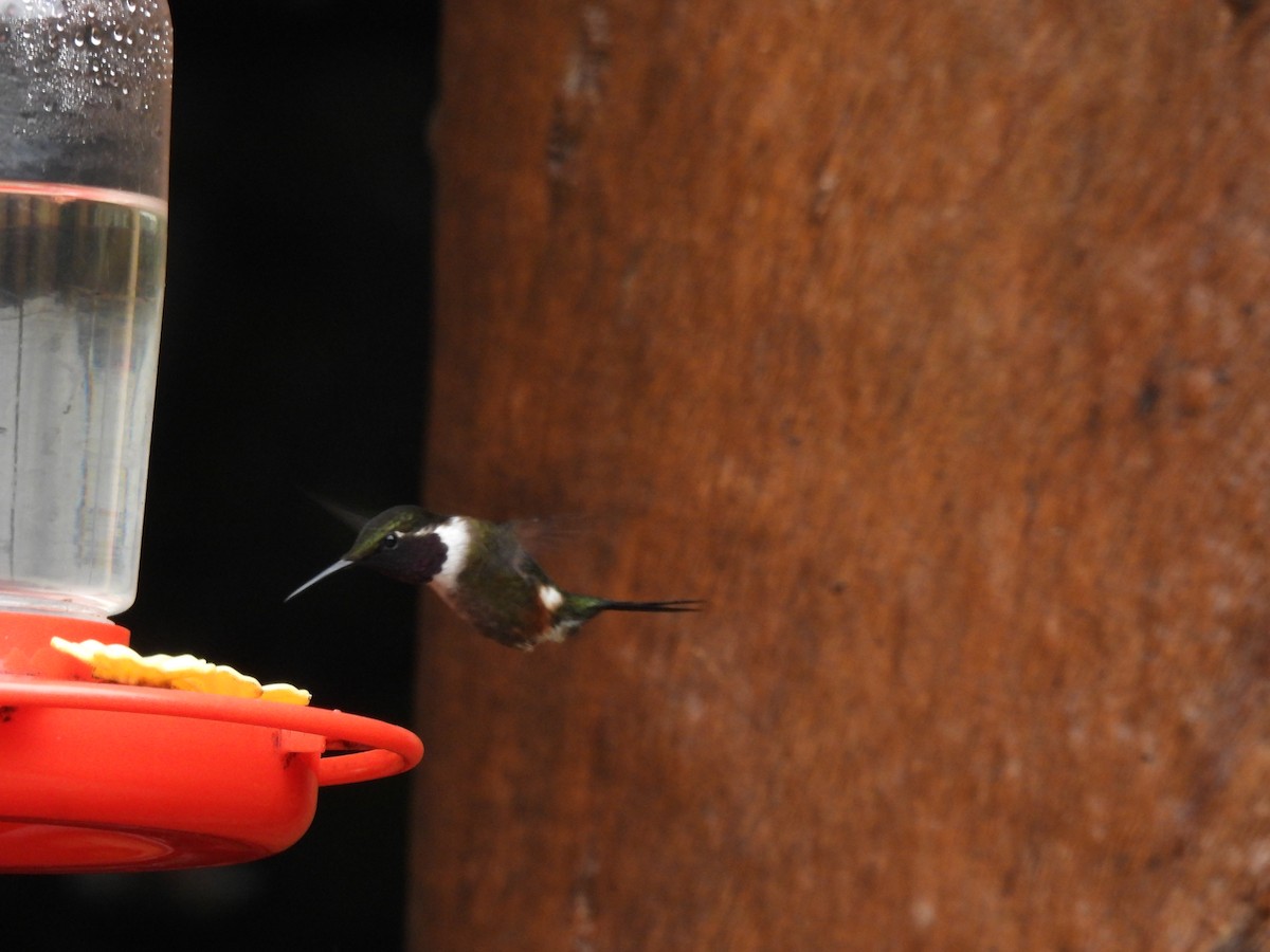 kalypta Mitchellova - ML645459994