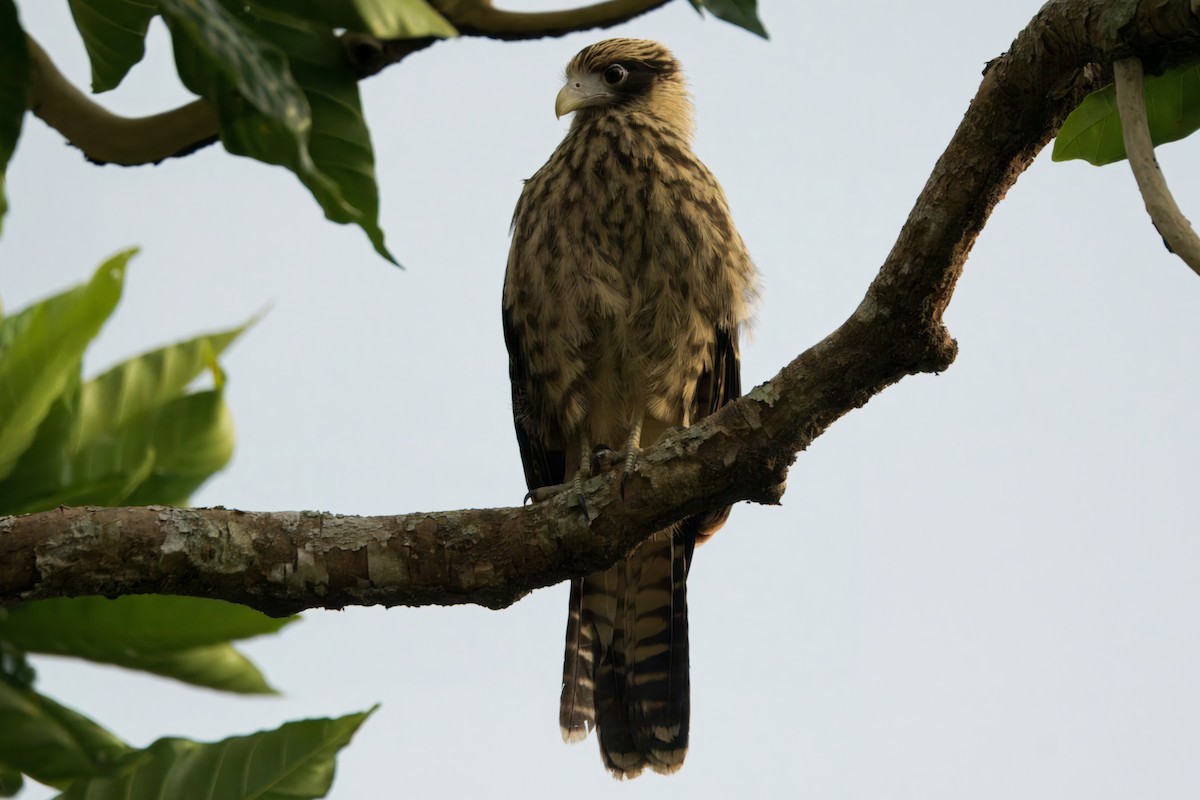 Yellow-headed Caracara - ML645459997