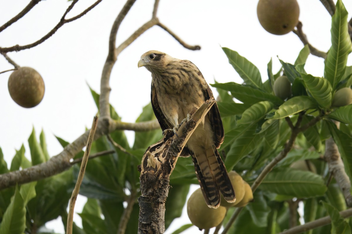 Yellow-headed Caracara - ML645459998