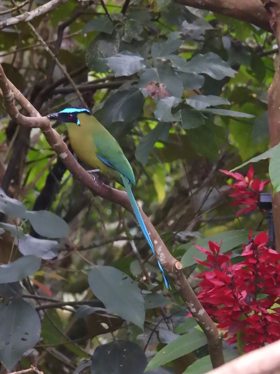 momot andský - ML645459999