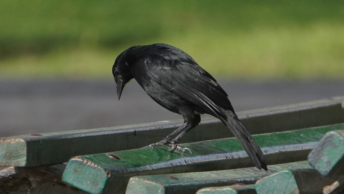 Scrub Blackbird - ML645460006