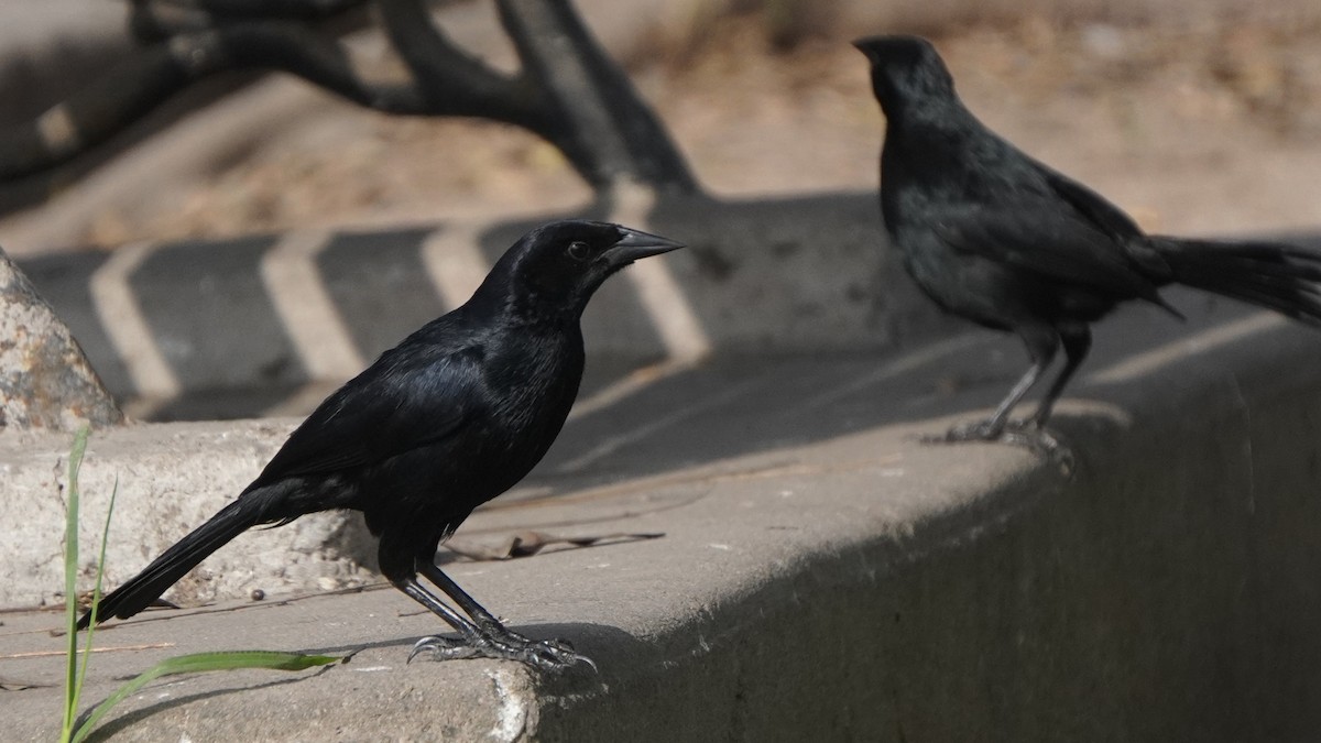 Scrub Blackbird - ML645460007