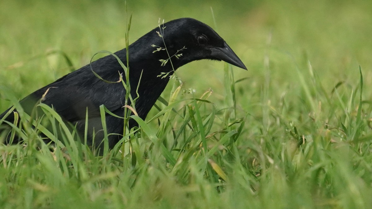 Scrub Blackbird - ML645460008