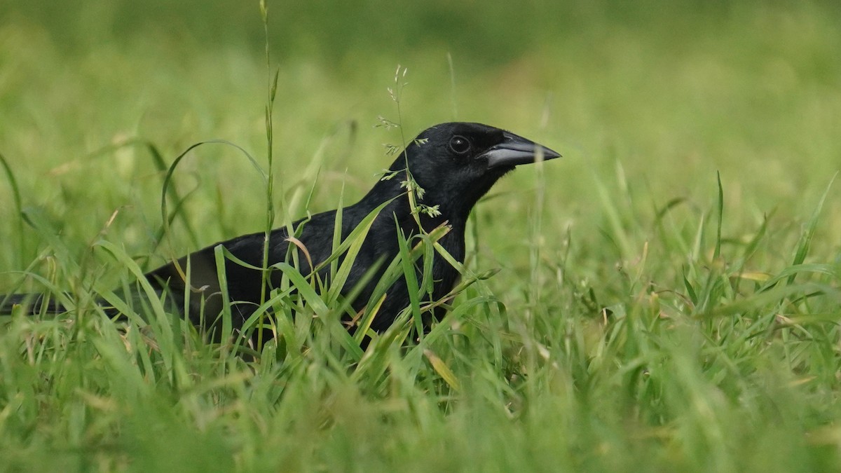 Scrub Blackbird - ML645460009