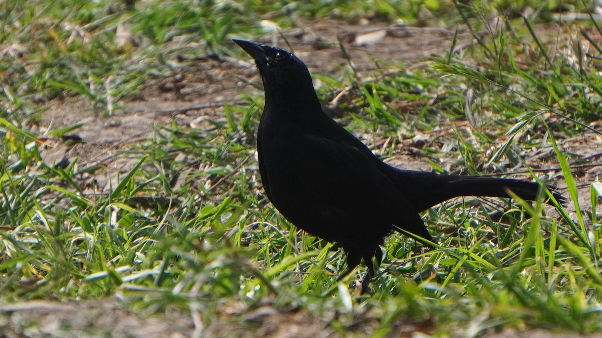Scrub Blackbird - ML645460010