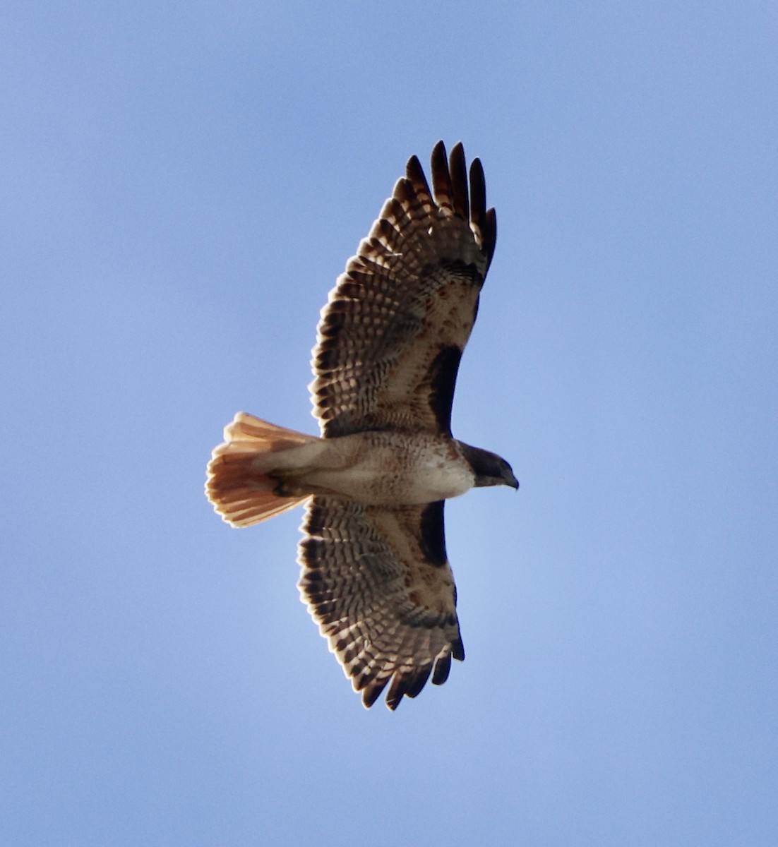 Red-tailed Hawk - ML645460011