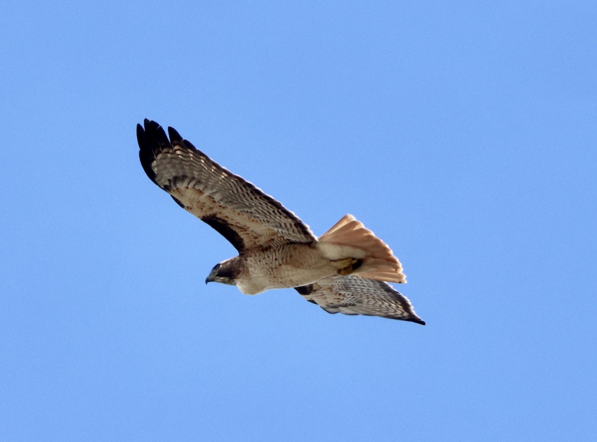 Red-tailed Hawk - ML645460012