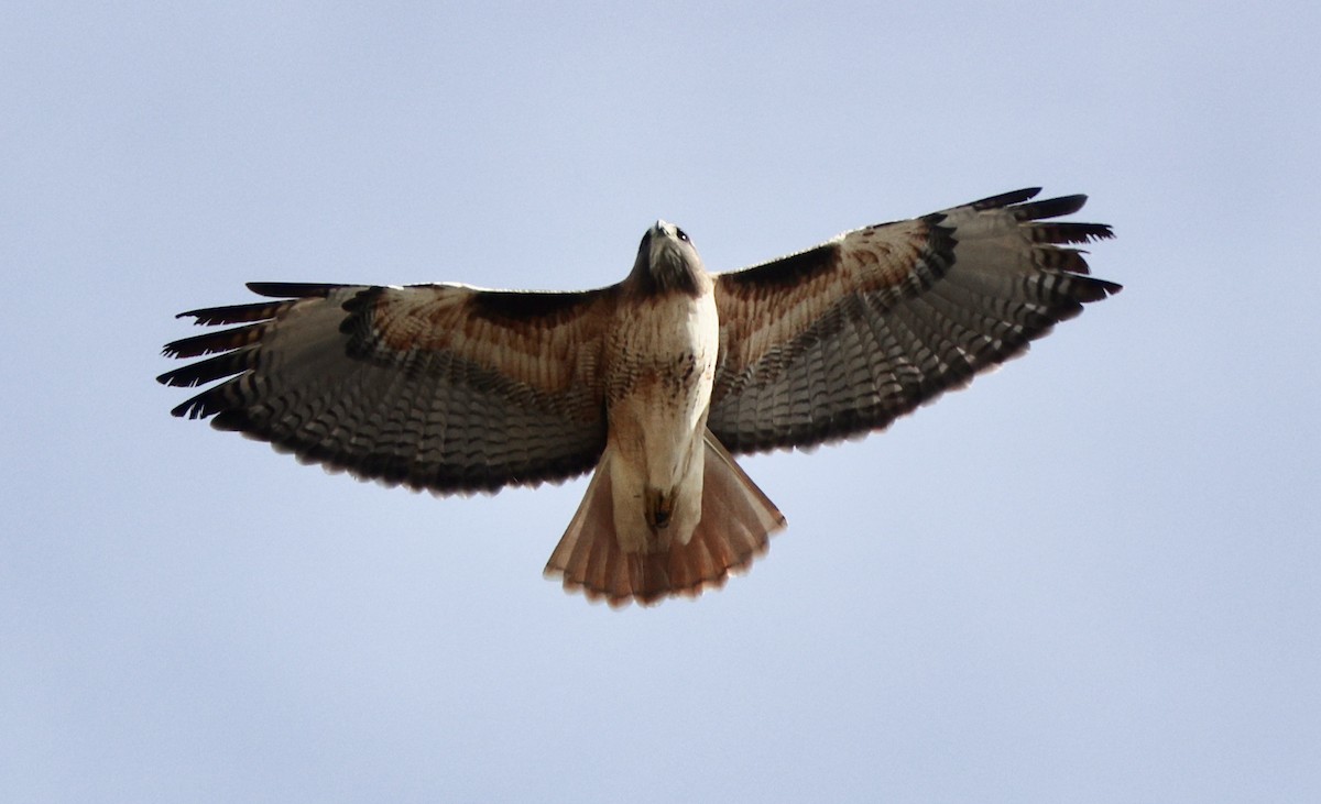 Red-tailed Hawk - ML645460013