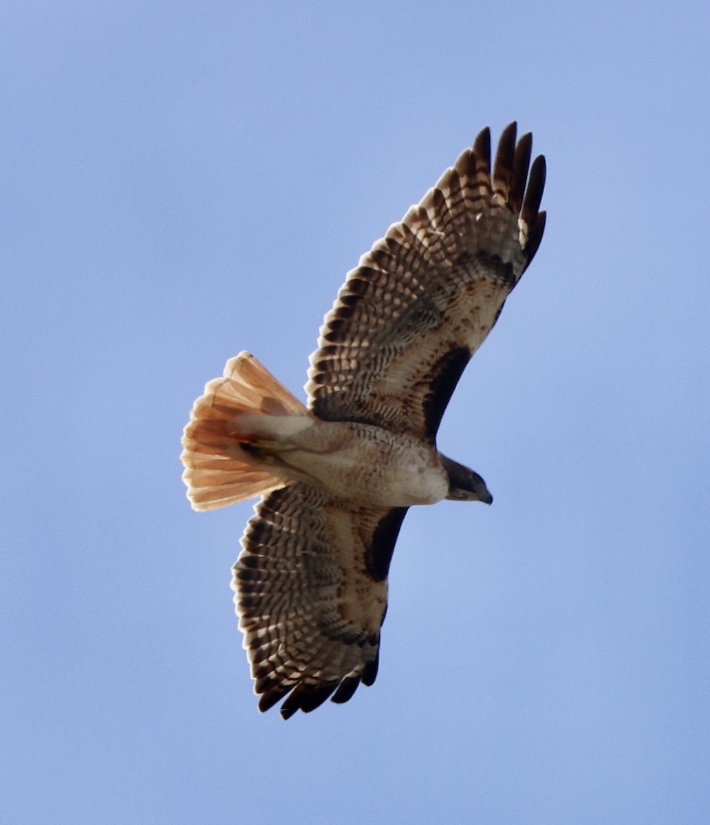 Red-tailed Hawk - ML645460014