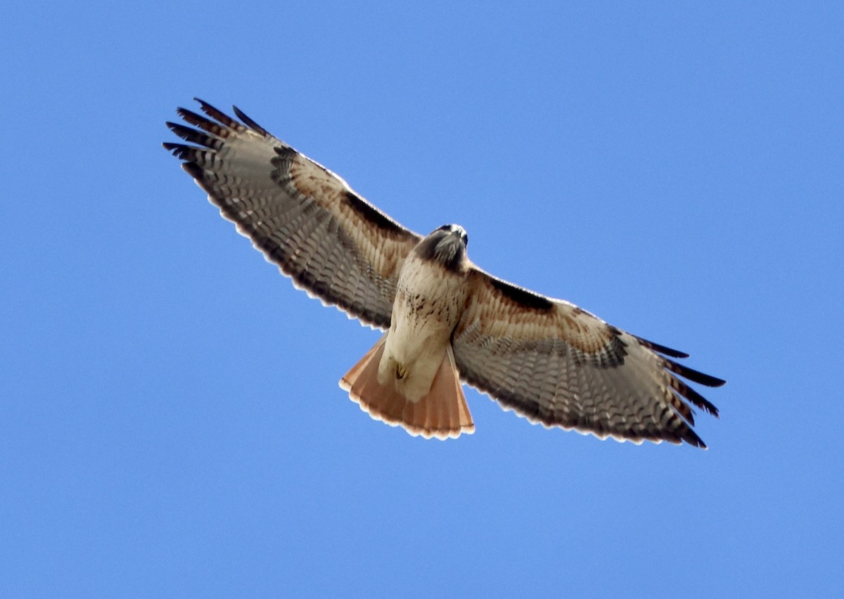 Red-tailed Hawk - ML645460015
