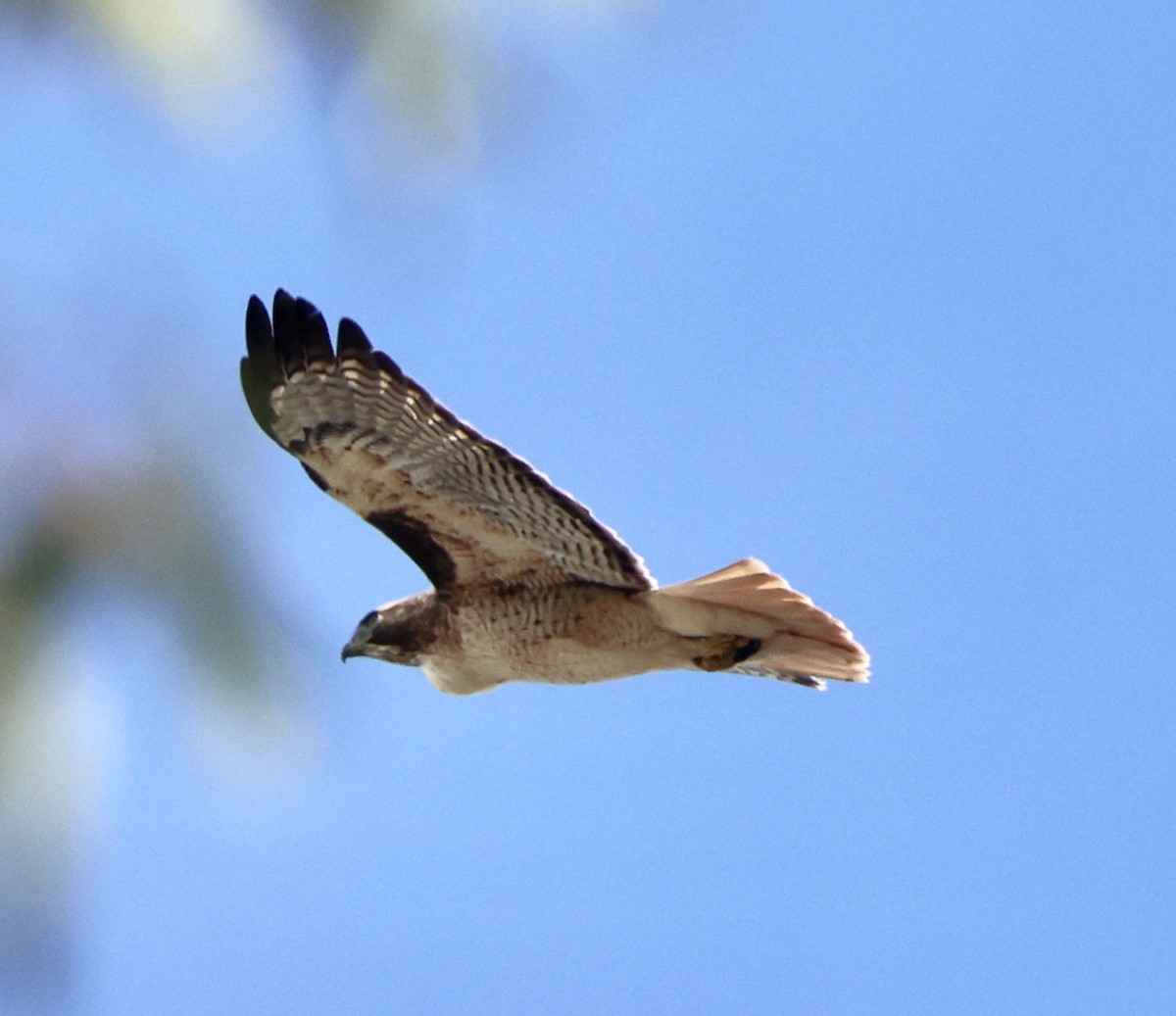 Red-tailed Hawk - ML645460016