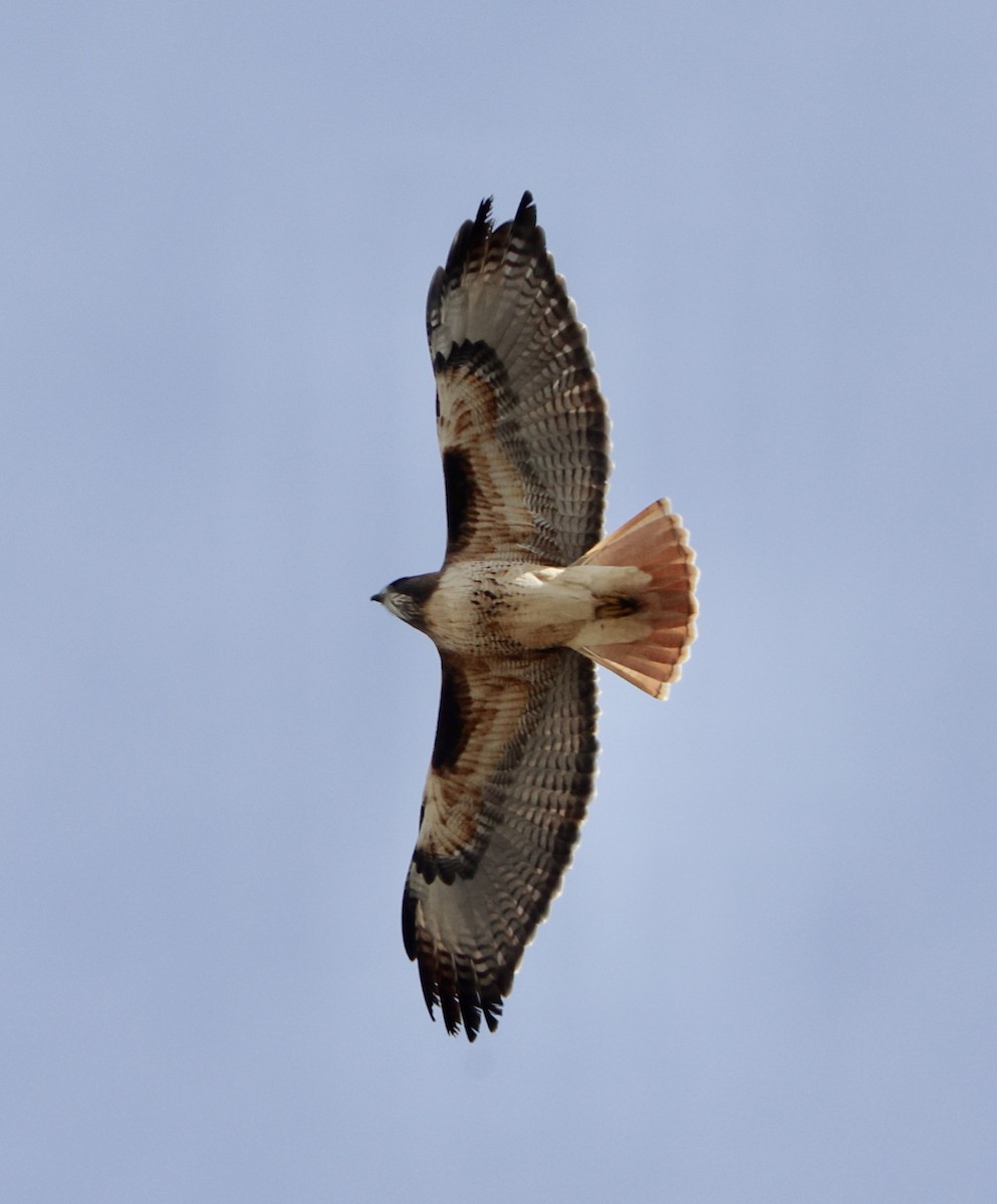 Red-tailed Hawk - ML645460017