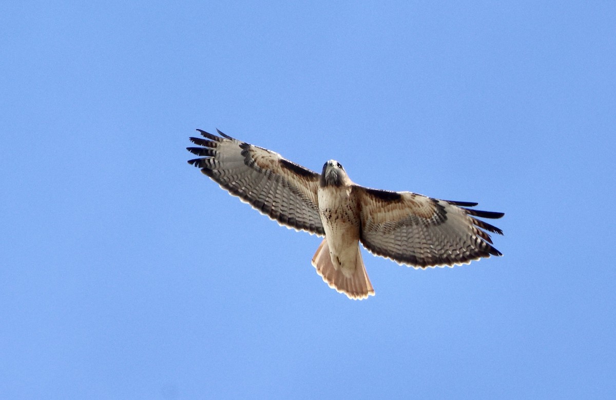 Red-tailed Hawk - ML645460019