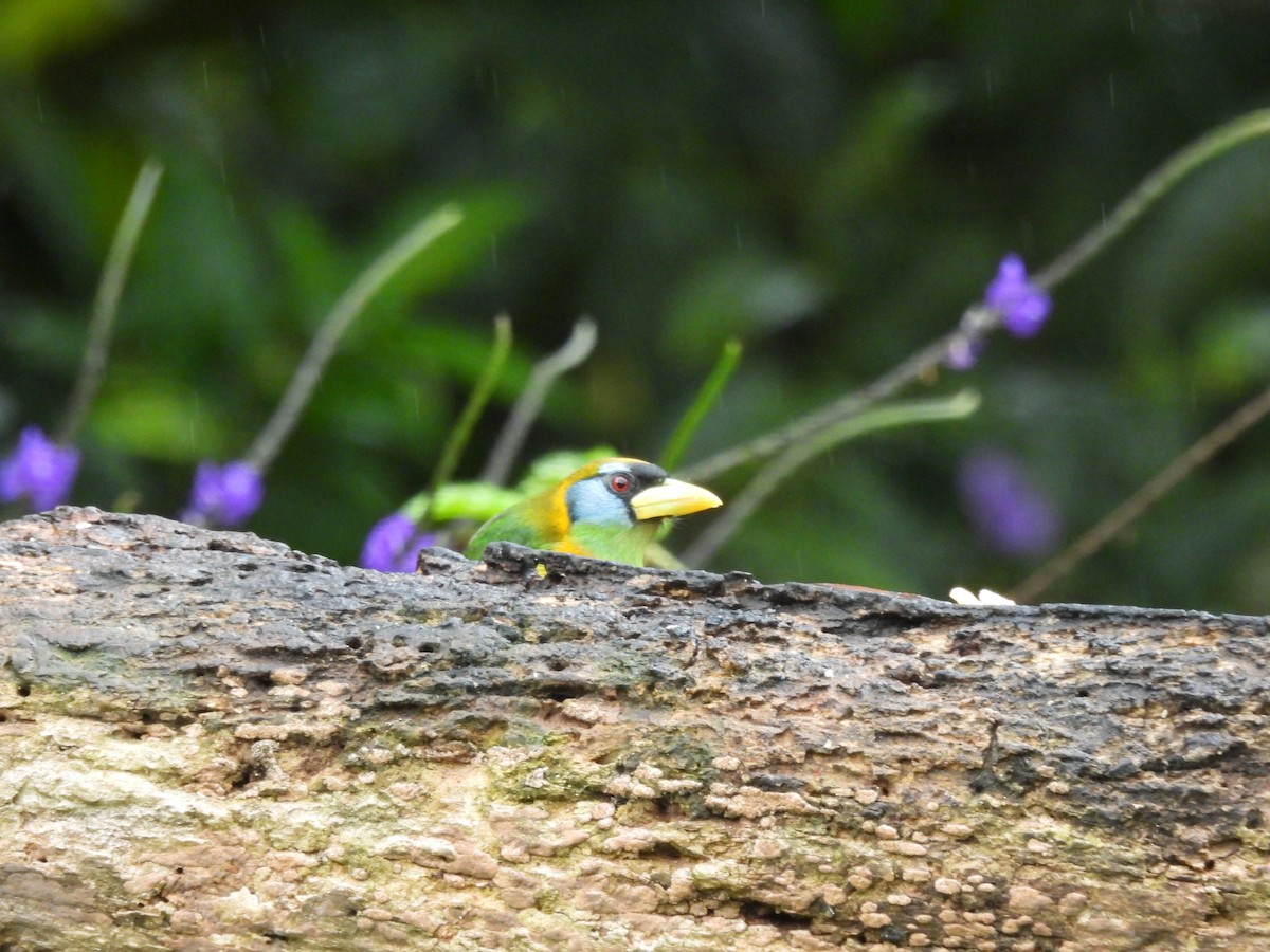 Red-headed Barbet - ML645460021