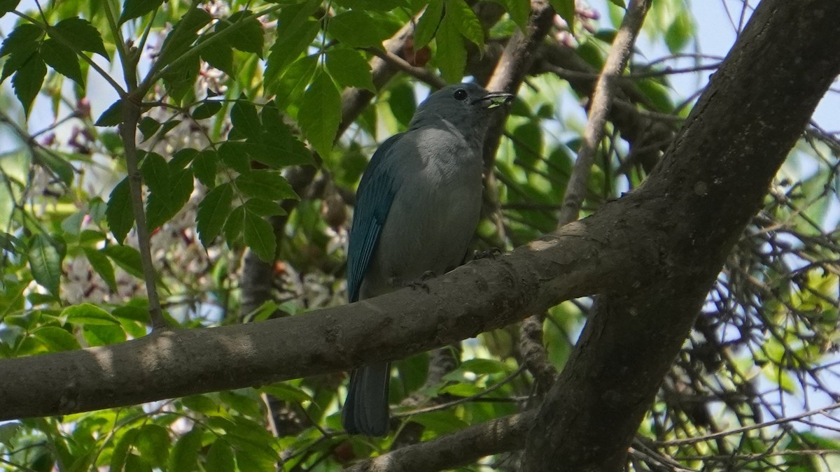 Blue-gray Tanager - ML645460022
