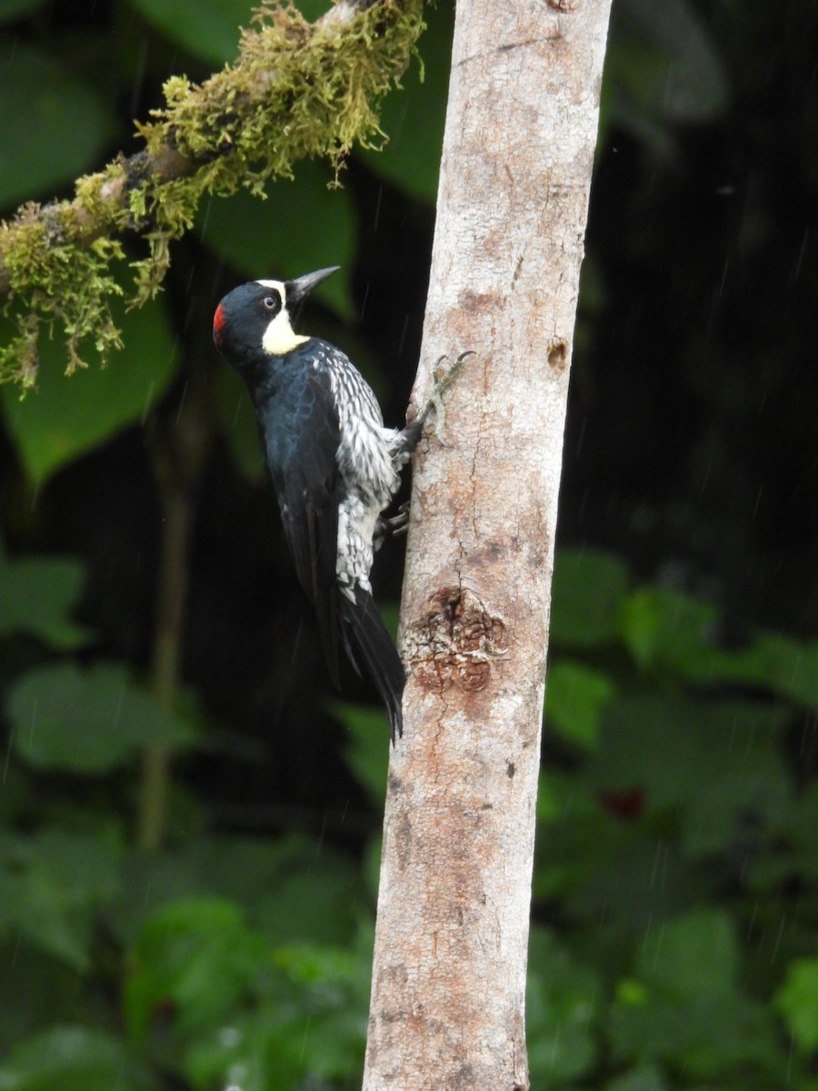 Acorn Woodpecker - ML645460023