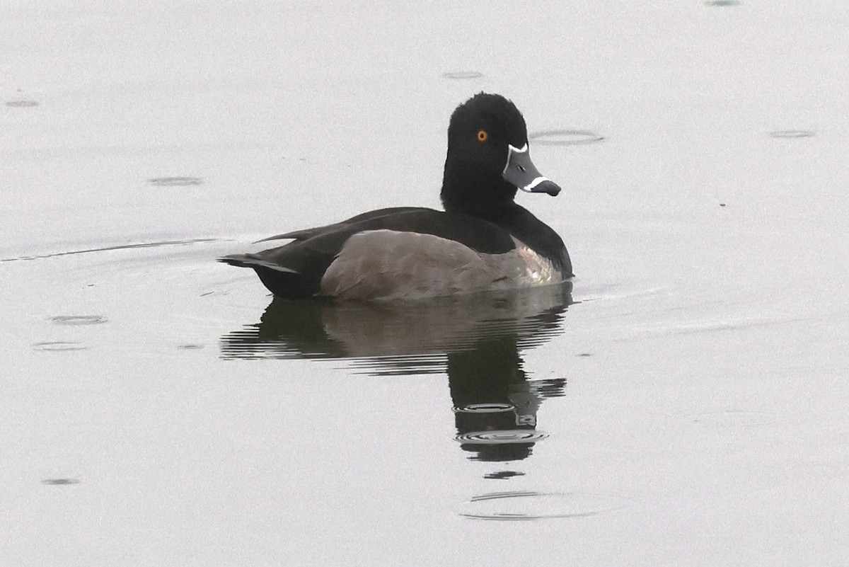 Ring-necked Duck - ML645460024