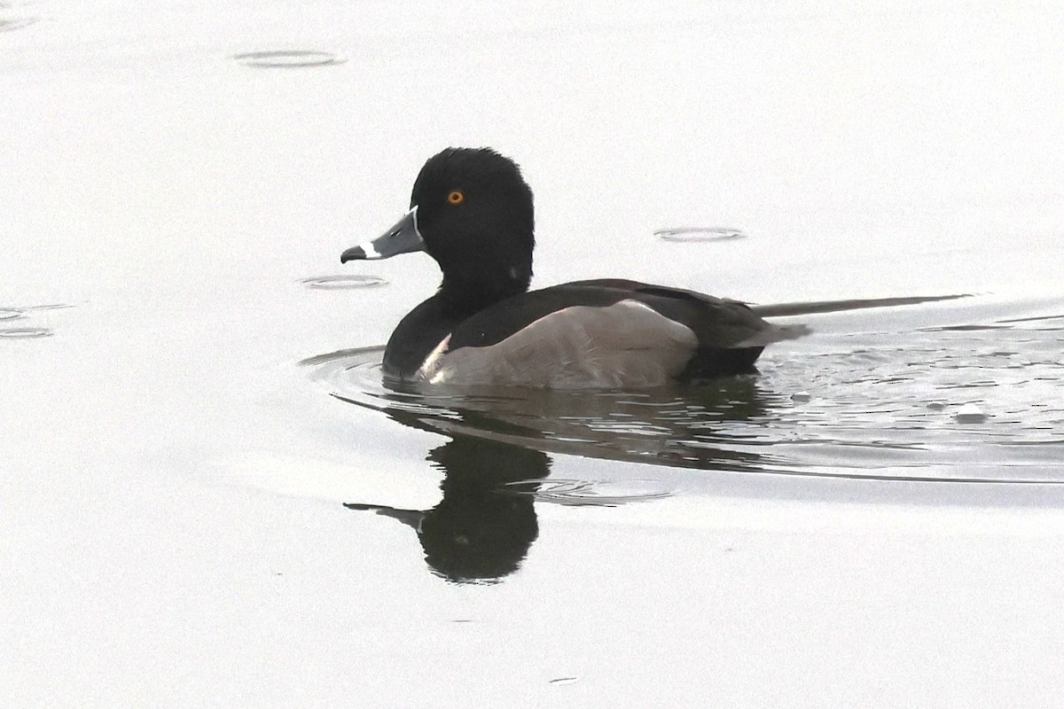 Ring-necked Duck - ML645460025