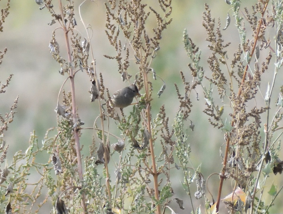 White-crowned Sparrow - ML645460026