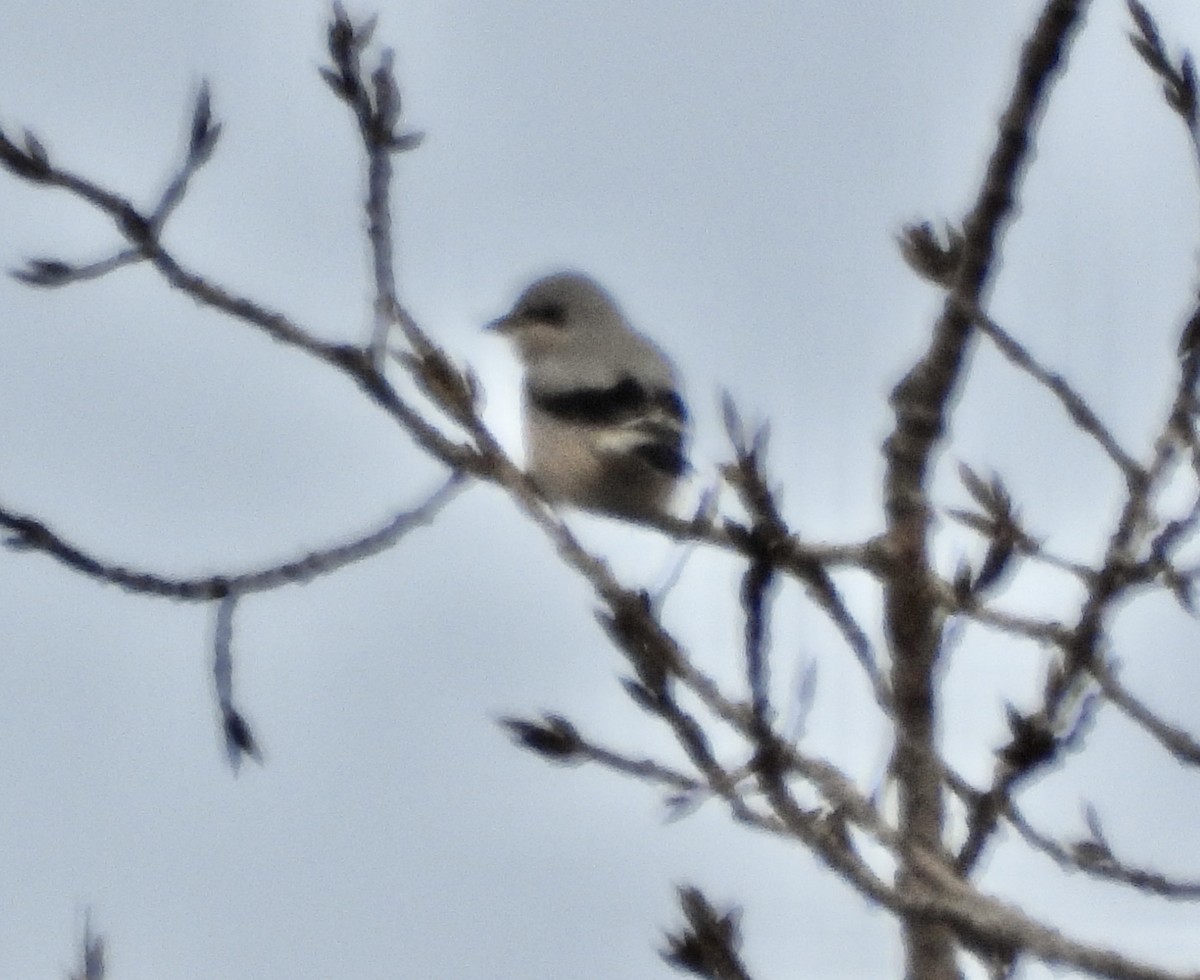 Northern Shrike - ML645460027