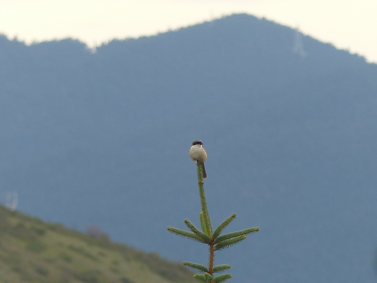 Long-tailed Shrike - ML645460028