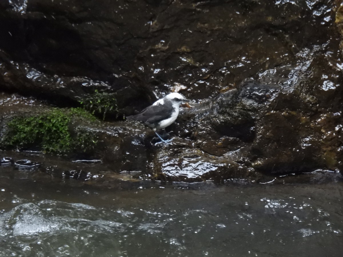 White-capped Dipper - ML645460029