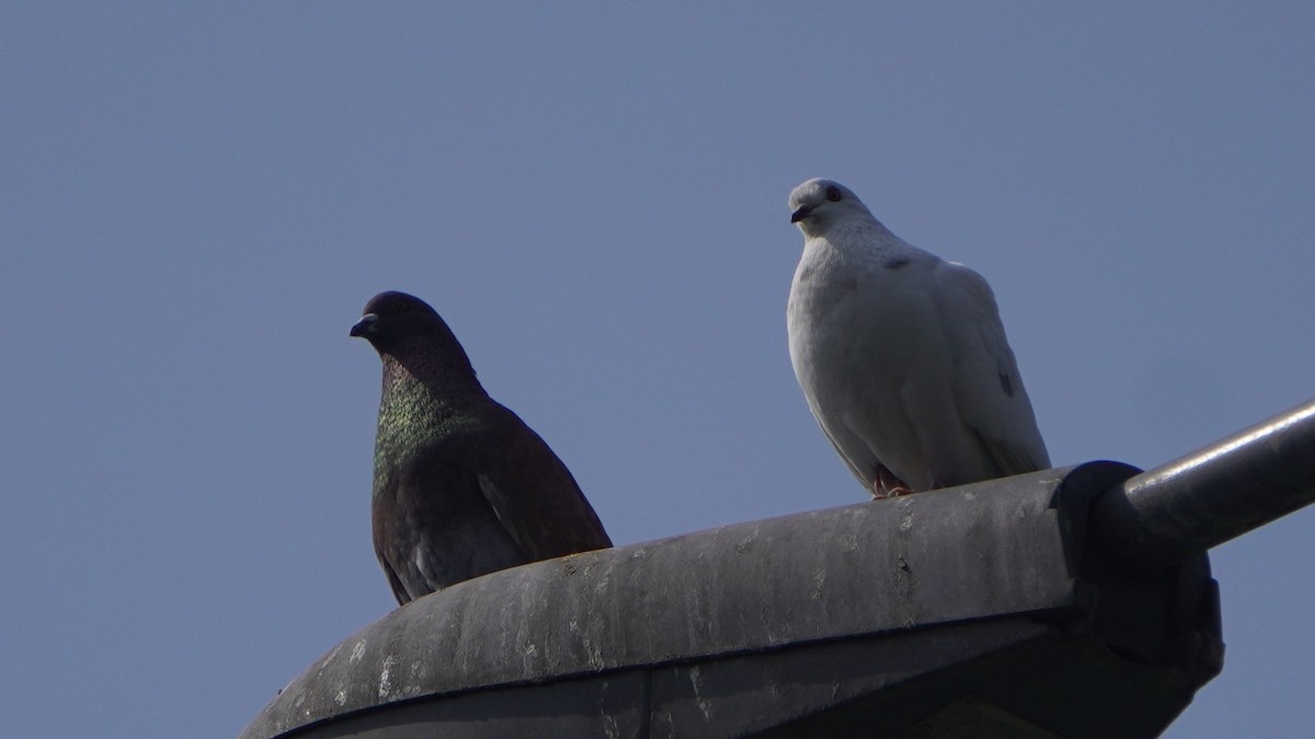 Rock Pigeon (Feral Pigeon) - ML645460030