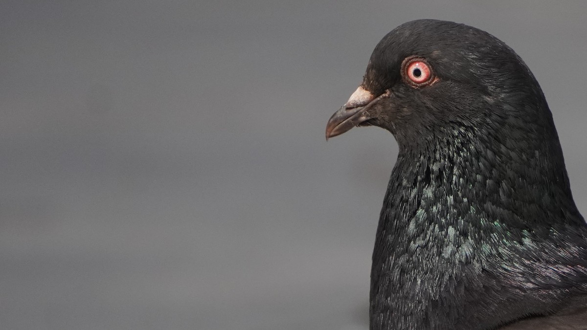 Rock Pigeon (Feral Pigeon) - ML645460031