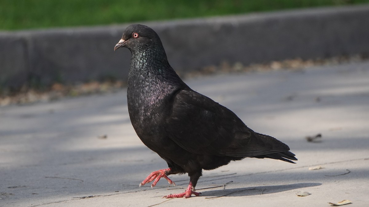 Rock Pigeon (Feral Pigeon) - ML645460032