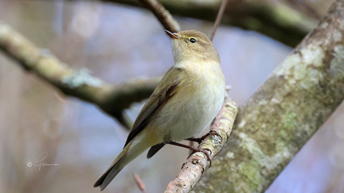 Common Chiffchaff - ML645460036