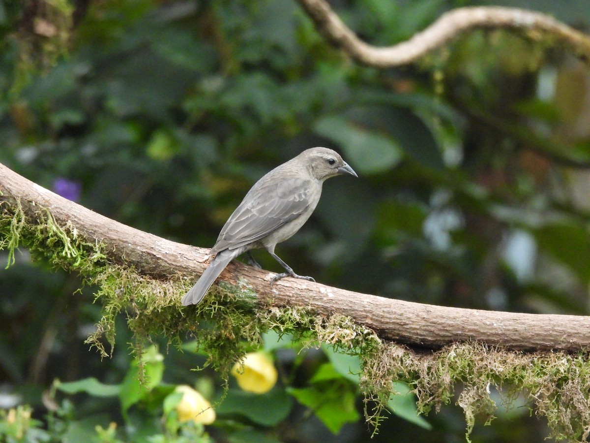 Shiny Cowbird - ML645460037